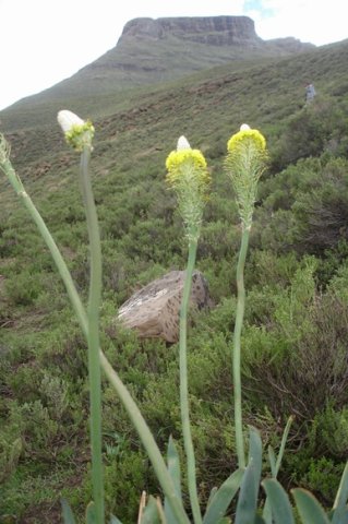 Bulbine narcissifolia